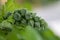 Alcea setosa or bristly hollyhock green buds in the garden design