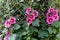 Alcea setosa or bristly hollyhock pink tall flower in the garden design