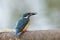 Alcedo atthis, Common kingfisher, funny turquoise blue bird carrying fish in its beaks while fishing in stream
