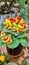 Alceolaria Herbeohybrida Puffy flowers