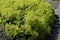 Alchemilla Glaucescens plant, in the garden.