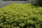 Alchemilla Glaucescens plant, in the garden.