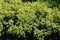 Alchemilla Glaucescens plant, in the garden.