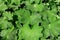 Alchemilla, the Medicinal Herb, Ladies Mantle