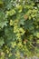 Alchemilla monticola plant in bloom