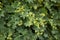 Alchemilla monticola plant in bloom