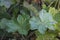 Alchemilla vulgaris - a popular medicinal plant