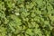 Alchemilla vulgaris - a popular medicinal plant