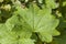 Alchemilla vulgaris - a popular medicinal plant