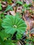 Alchemilla vulgaris. Vologda. Spring grass in the Park of Peace. The lower tier of the forest