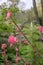 Alchornea davidii, bright purple-red spring foliage