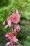 Alchornea davidii, with light flamingo pink, translucent leaves