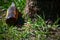 Alcohol glass bottle lying under a tree