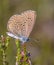 Alcon blue butterfly vertical