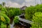 Alcove and bridge at the mangrove tropical nature park at Landhoo island at Noonu atoll