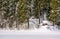 Alcove in snowy spruce forest