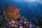 Alcyonacea soft corals underwater with scuba divers in the background