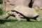 Aldabra giant tortoise