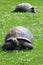 Aldabra giant tortoise