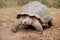 Aldabra giant tortoise