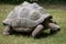 Aldabra giant tortoise (Aldabrachelys gigantea).