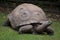 Aldabra giant tortoise Aldabrachelys gigantea