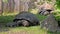 The Aldabra giant tortoise (Aldabrachelys gigantea) on Curieuse island, Seychelles