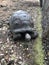 Aldabra giant tortoise or Aldabrachelys gigantea, part of a small colony that can be visited on Changuu Island. Stone City,