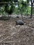 Aldabra giant tortoise or Aldabrachelys gigantea, part of a small colony that can be visited on Changuu Island. Stone City,