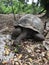 Aldabra giant tortoise or Aldabrachelys gigantea, part of a small colony that can be visited on Changuu Island. Stone City,
