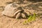 Aldabra giant tortoise crawling around