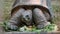 Aldabra giant tortoise eating