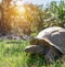 Aldabra Giant Tortoise on the grass.