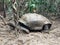 Aldabra giant tortoise, Mauritius. Over 100 years ago, Mauritian Giant Tortoise became extinct and tortoises from Aldabra Island,