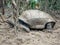 Aldabra giant tortoise, Mauritius. Over 100 years ago, Mauritian Giant Tortoise became extinct and tortoises from Aldabra Island,