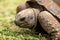 Aldabra giant tortoise, Mauritius. Over 100 years ago, Mauritian Giant Tortoise became extinct and tortoises from Aldabra Island,