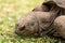 Aldabra giant tortoise, Mauritius. Over 100 years ago, Mauritian Giant Tortoise became extinct and tortoises from Aldabra Island,