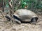 Aldabra giant tortoise. Over 100 years ago, Mauritian Giant Tortoise became extinct and tortoises from Aldabra Island,