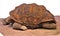 Aldabra Giant Tortoise, Phoenix Zoo, Arizona Center for Nature Conservation, Phoenix, Arizona, United States