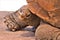 Aldabra Giant Tortoise, Phoenix Zoo, Arizona Center for Nature Conservation, Phoenix, Arizona, United States