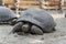 Aldabra giant tortoise slowly approaching camera