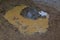 An Aldabra giant tortoise soaking in a puddle of water after a heavy rain