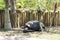 Aldabra Giant Tortoise Under Trees