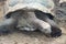 An aldabra giant tortoise walks alone