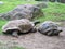 Aldabra Giant Tortoises