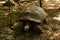 Aldabra Giant Tortoises