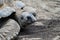 Aldabra tortoise crawling on the sand