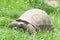 Aldabra Tortoise in grassy field