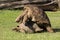 Aldabra Tortoises