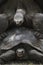 Aldabra Tortoises Mating Close Up.